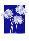 Chrysanthemum line print