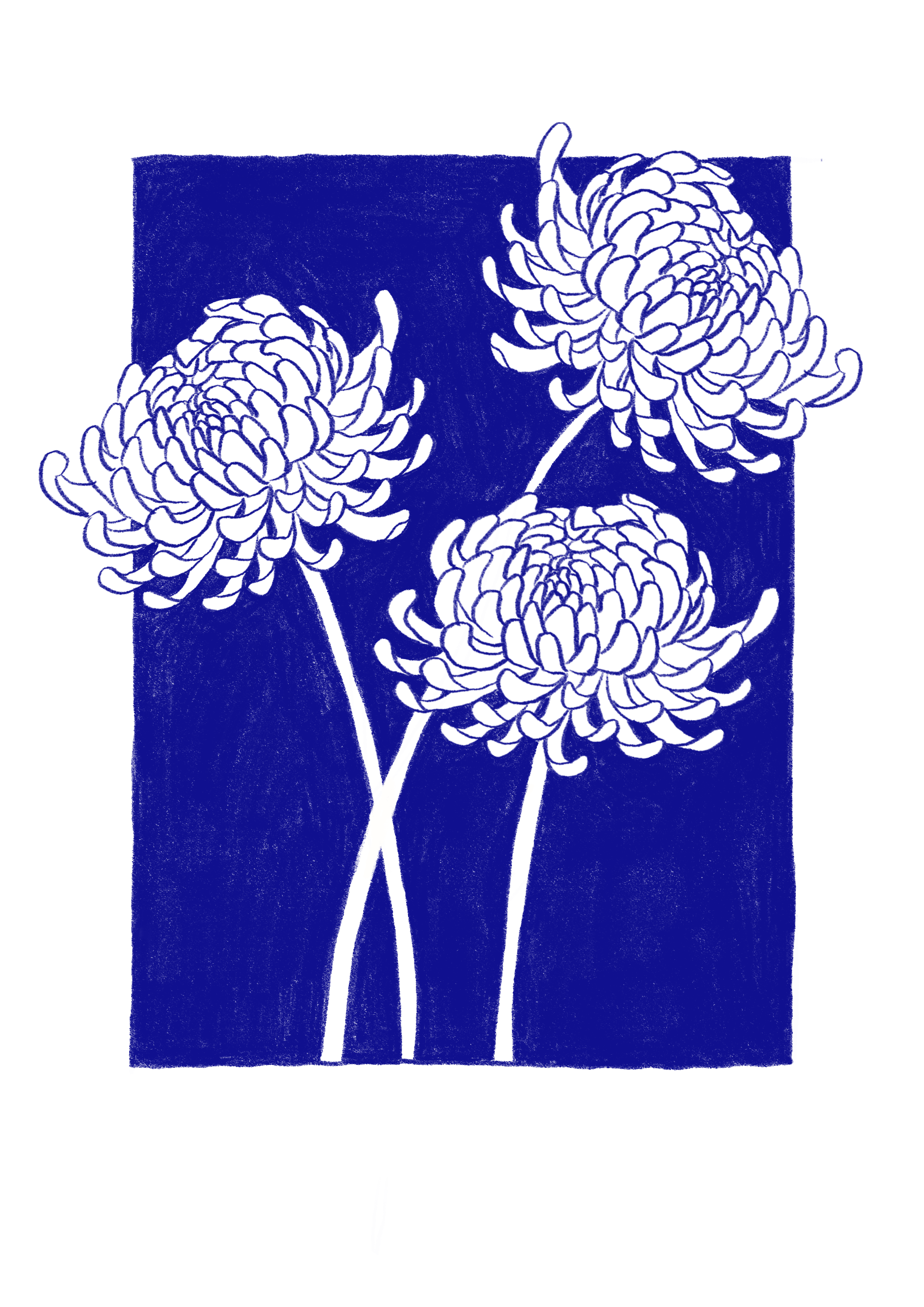 Chrysanthemum line print